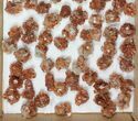 Lot: Twinned Aragonite Clusters - Pieces #103620-2